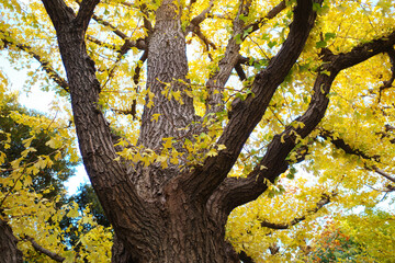 黄色く色付いた葉を纏うイチョウの木