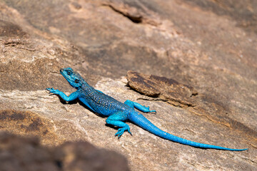 Sinai Agama, Pseudotrapelus sinaitus. The Asir Mountains, Saudi Arabia. © Szymon Bartosz