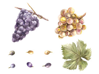Obraz premium Watercolor bunch of grapes, grape leaves and grape berry set. Grapevine hand painted illustration. Design of menu, card, wine list, stickers, restaurant, bar printing. Isolated on white background. 