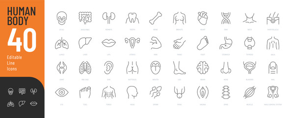 Human Body Line Editable Icons set. Vector illustration in modern thin line style of human anatomy icons: organs, body parts, skeleton parts, Pictograms and infographics for mobile. Isolated on white - obrazy, fototapety, plakaty