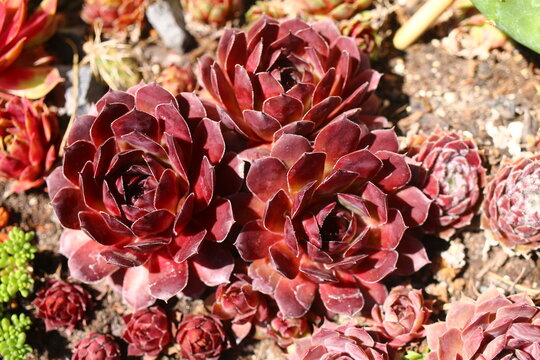 Volkmar Schara rojnik Sempervivum