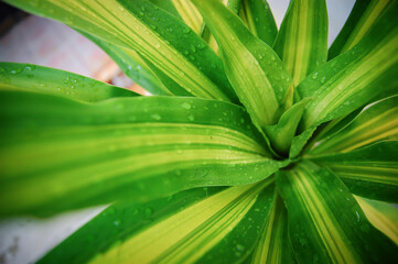Fototapeta premium Green leaf with water drops for background.