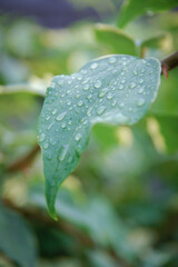 Small drop morning dew in nature, selective focus. Dew on the leaf.