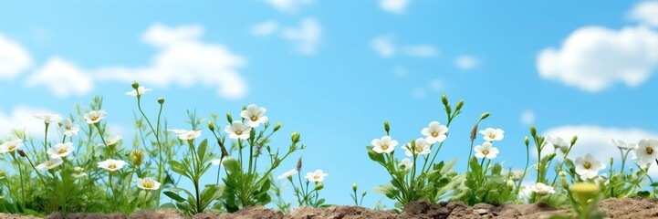 An abstract background image for creative content in a wide format, featuring white wildflowers against a backdrop of fluffy clouds, creating a dreamy composition. Photorealistic illustration