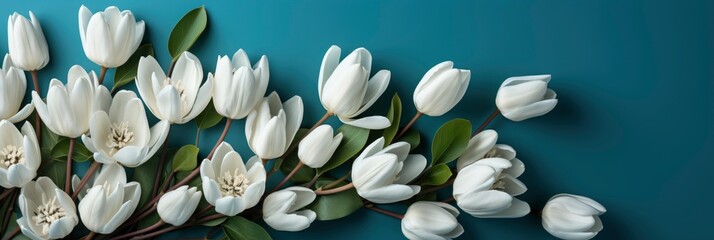White Tulips On Blue Background Top, Banner Image For Website, Background, Desktop Wallpaper