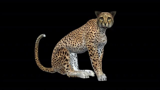 African Cheetah - Angry Seating Loop - Realistic transparent 3D animation loop