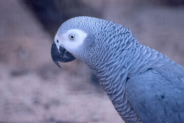 the african grey parrot has a white eye surround, black beak and grey body