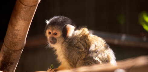 The Bolivian Squirrel Monkey has a small, cream face with a black nose and muzzle. It also has a slim tail that is much longer than its body