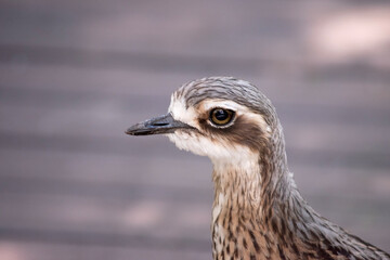 The bush stone curlew has grey-brown feathers with black streaks, a white forehead and eyebrows, a broad, dark-brown eye stripe and golden eyes