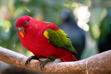 The chattering lory has a red body and a yellow patch on the mantle. The wings and thigh regions are green and the wing coverts are yellow. The tail is green with a blue tip.