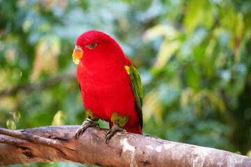 The chattering lory has a red body and a yellow patch on the mantle. The wings and thigh regions are green and the wing coverts are yellow. The tail is green with a blue tip.