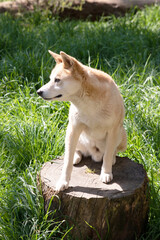 Dingos are a dog-like wolf. They have a long muzzle, erect ears and strong claws. They usually have...