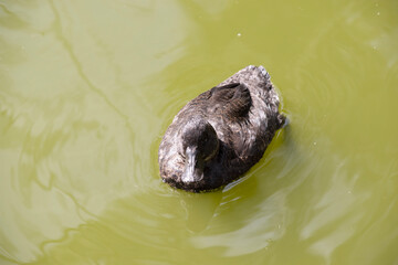 the female hardheaded duck has brown eyes and is all brown with a black beak