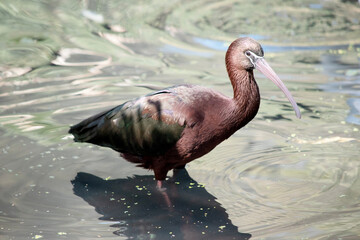 The glossy ibis neck is reddish-brown and the body is a bronze-brown with a metallic iridescent sheen on the wings.