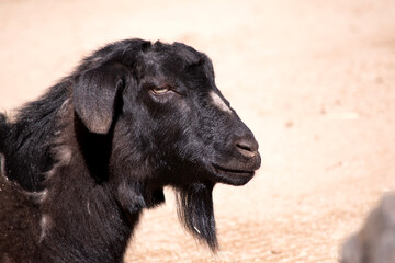 Fototapeta premium goats are herbivores, which means that they eat plants like grass and grain.