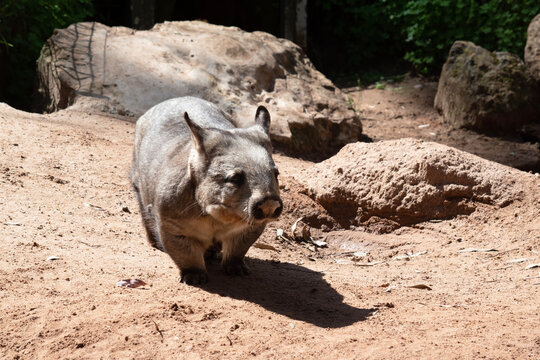 The hairy-nosed wombats have softer fur, longer and more pointed ears and a broader muzzle fringed with fine whiskers then common wombats.