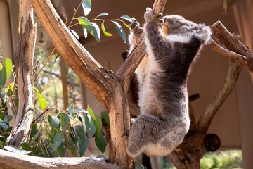 the Koala has a large round head, big furry ears and big black nose. Their fur is usually grey-brown in color with white fur on the chest, inner arms, ears and bottom.