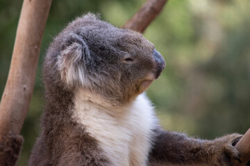 the Koala has a large round head, big furry ears and big black nose. Their fur is usually grey-brown in color with white fur on the chest, inner arms, ears and bottom.