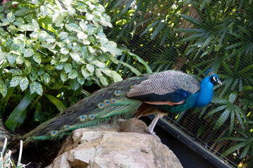 Naklejka premium Peacocks are large, colorful blue pheasants known for their iridescent tails