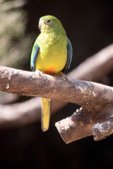 The Orange-bellied Parrot is a small, stocky, ground-dwelling parrot, primarily a grassy green with an orange spot under the belly.