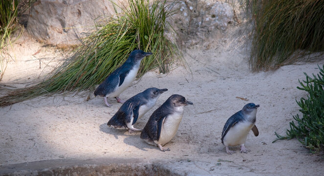 Penguins have a large head, short neck, and elongated body.