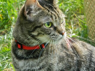 Tabby cat lies on a cardboard scratching post and looks into the camera.