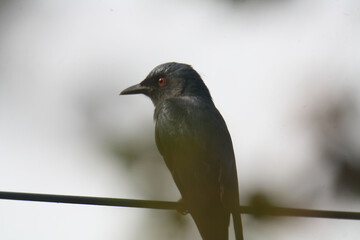 Black drongo