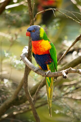 The rainbow lorikeet has a bright yellow-orange/red breast, a mostly violet-blue throat and a yellow-green collar.