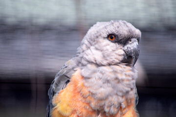 The red-bellied parrot is a small African parrot It is a mostly greenish and grey parrot. © susan flashman