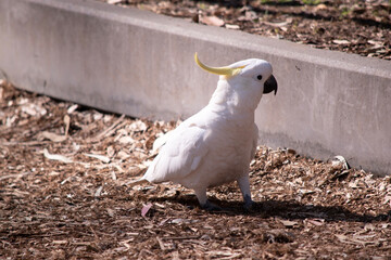 The sulphur crested cockatoo is a white bird with a yellow crest and black beak