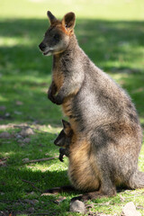 The swamp wallaby has dark brown fur, often with lighter rusty patches on the belly, chest and base of the ears.