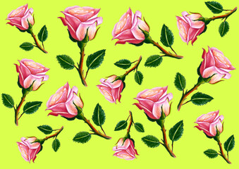 Set of pink roses on a shoot with leaves and thorns. Flowers of different sizes are randomly arranged on a light green background. Drawing with colored pencils. Soft pink and coral color of flowers.