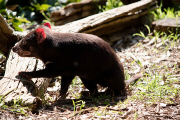 Tasmanian Devils are the size of a small dog. Devils have black fur with a large white stripe across their breast and the odd line on their back.