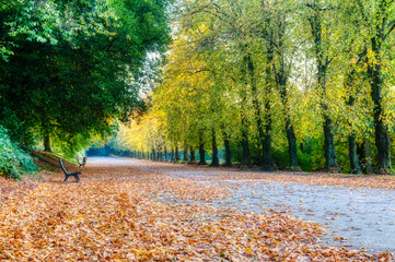 Obraz premium The Broadwalk at Corporation Park, Blackburn, Lancashire during Autumn. Flanked by lime trees and runs for over 500 metres.