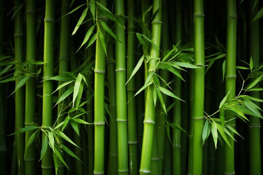 Green Bamboo Background with Copyspace for Versatile Use © New Robot