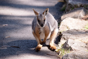 The Yellow-footed Rock-wallaby is brightly coloured with a white cheek stripe and orange ears.