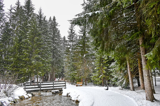 Lenzerheide, Valbella, Heidbach, Bach, Heidsee, Bergsee, Uferweg, Wanderweg, Winterwanderung, Holzbank, Langlauf, Winterlandschaft, Seeufer, Alpen, Wald, Tannen, Schnee, Winter, Graub&uuml;nden, Schweiz