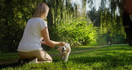 Happy golden retriever puppy runs to its owner.