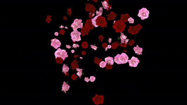 Red and Pink Rose Flower Blooms - Flying Heart Formation Loop - 3D animation with alpha channel isolated on transparent background