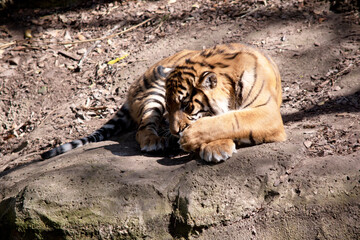 Young tigers have all their stripes and markings. They are learning to be powerful hunters while...