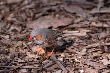 the male zebra finch has a grey body with a white under belly with a black and white tail. It has orange cheeks and black stripe on its face