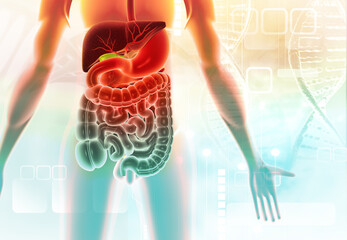 Human digestive system anatomy on modern scientific background. 3d illustration. - obrazy, fototapety, plakaty