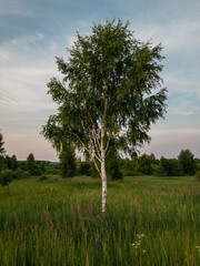 Lonely birch tree in the field