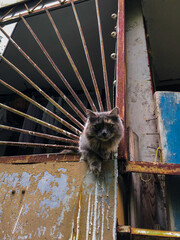 The cat squeezes through