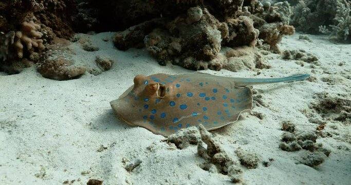 A rounded fish with blue spots laying on the sand.