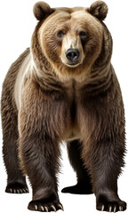 투명한 배경 위에 곰