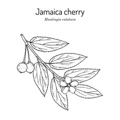 Jamaica cherry or cotton candy berry (Muntingia calabura), edible and medicinal plant