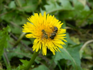 Working bee collecting pollen from a dandelion