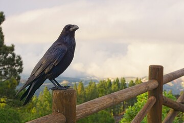 Gran Canaria: Foreground of a black raven perched on a wood fence