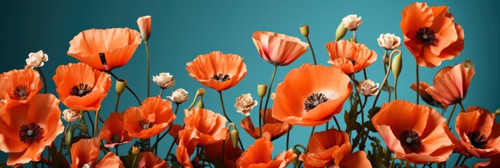 Beautiful Red Poppy Flowers Under Blue, Banner Image For Website, Background, Desktop Wallpaper